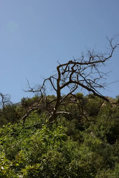 DSC_1627 (Large).JPG